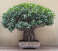 Ficus | Bonsais Premium